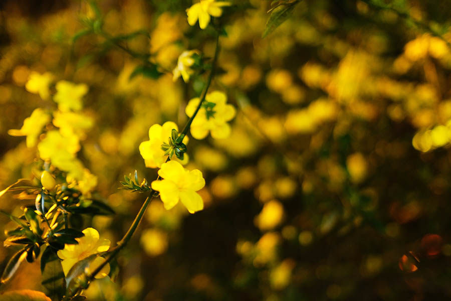 ดอกไม้เล็กๆ ที่ถนนคนเดินจิ๋นหลี่