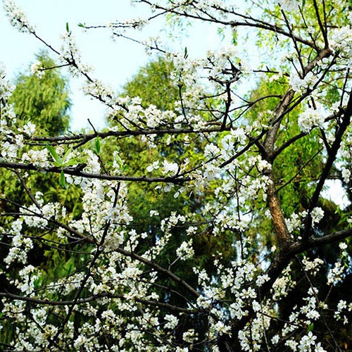 สวนสาธารณะอู่โหว Wuhou Park, เฉิงตู Chengdu
