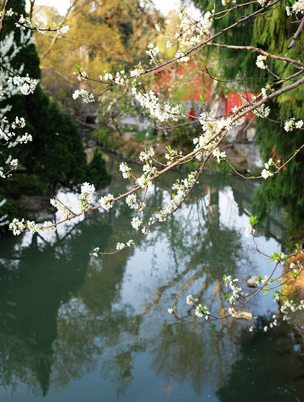 ดอกไม้ในฤดูใบไม้ผลิที่สวนสาธารณะอู่โหว Wuhou Park, เฉิงตู Chengdu