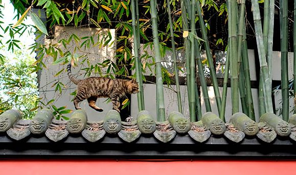 แมวที่สวนสาธารณะอู่โหว Wuhou Park, เฉิงตู Chengdu