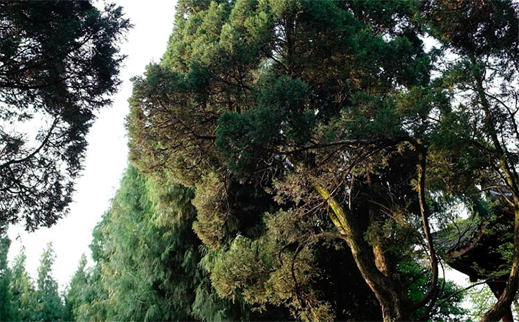 สวนสาธารณะอู่โหว Wuhou Park, เฉิงตู Chengdu