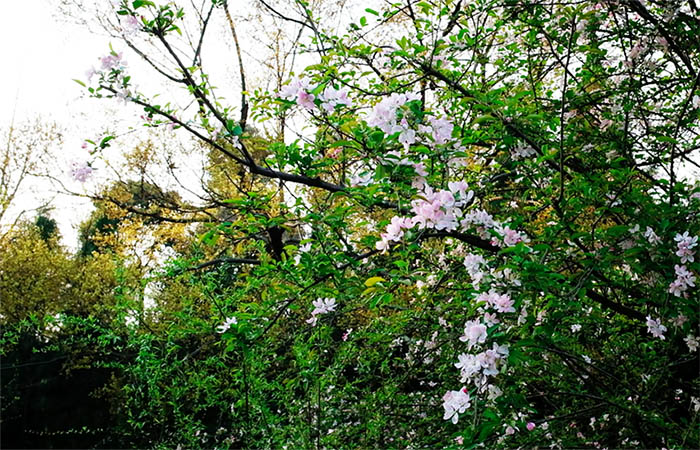 สวนสาธารณะอู่โหว Wuhou Park, เฉิงตู Chengdu