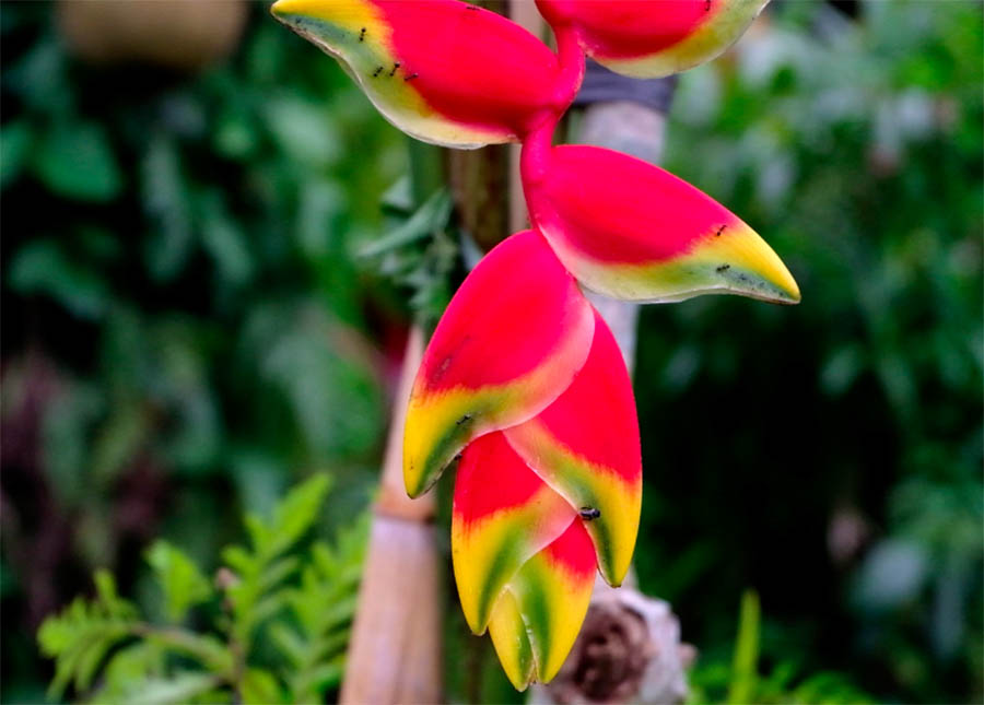 ต้นไม้ประดับ ที่Goa Gajah temple, Ubud, Bali วัด Goa Gajah อุบุด บาหลี ประเทศอินโดนีเซีย