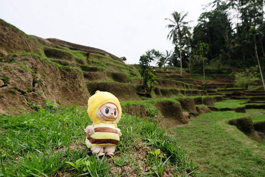 วิว Mupu Rice Terrace ในโซนทุ่งนาขั้นบันได Tegallalang ใกล้ Ubud , Bali อุบุด บาหลี