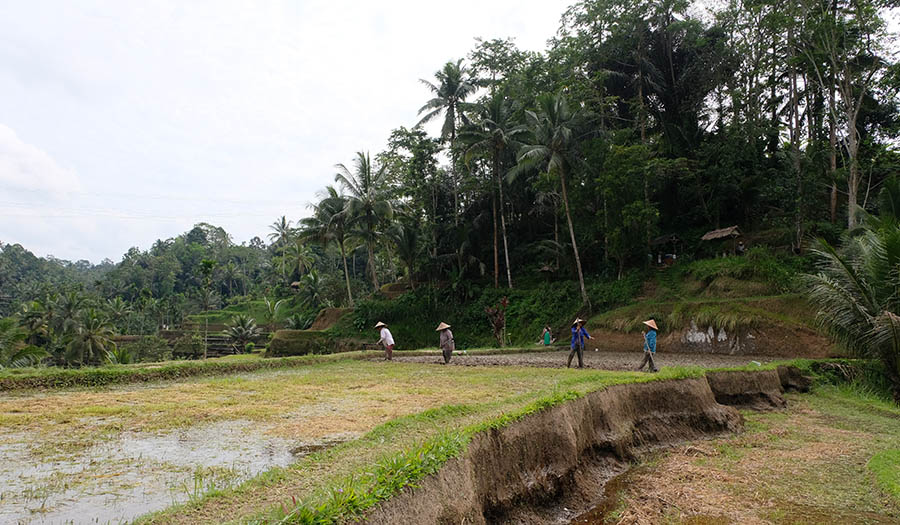 วิว Mupu Rice Terrace ในโซนทุ่งนาขั้นบันได Tegallalang ใกล้ Ubud , Bali อุบุด บาหลี