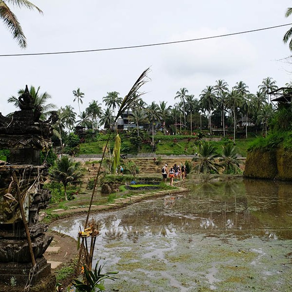 วิว Mupu Rice Terrace ในโซนทุ่งนาขั้นบันได Tegallalang ใกล้ Ubud , Bali อุบุด บาหลี