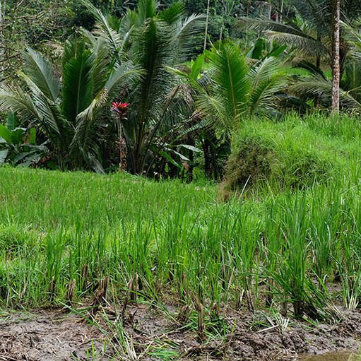 วิว Mupu Rice Terrace ในโซนทุ่งนาขั้นบันได Tegallalang ใกล้ Ubud , Bali อุบุด บาหลี