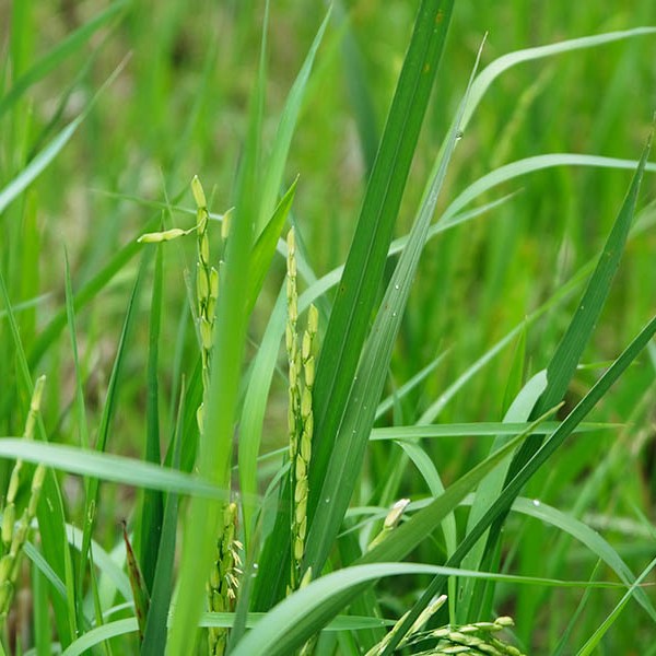 วิว Mupu Rice Terrace ในโซนทุ่งนาขั้นบันได Tegallalang ใกล้ Ubud , Bali อุบุด บาหลี