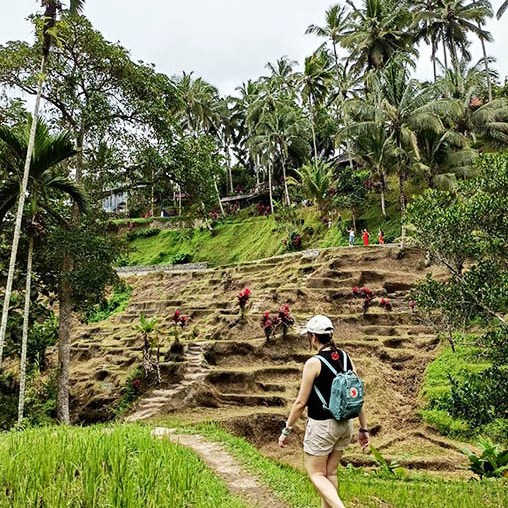 วิว Mupu Rice Terrace ในโซนทุ่งนาขั้นบันได Tegallalang ใกล้ Ubud , Bali อุบุด บาหลี