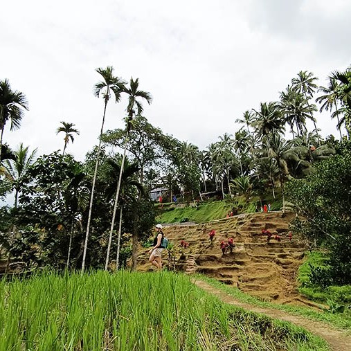 วิว Mupu Rice Terrace ในโซนทุ่งนาขั้นบันได Tegallalang ใกล้ Ubud , Bali อุบุด บาหลี
