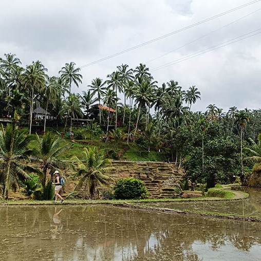 วิว Mupu Rice Terrace ในโซนทุ่งนาขั้นบันได Tegallalang ใกล้ Ubud , Bali อุบุด บาหลี