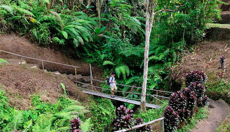 วิว Mupu Rice Terrace ในโซนทุ่งนาขั้นบันได Tegallalang ใกล้ Ubud , Bali อุบุด บาหลี