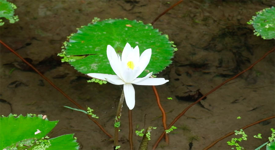 ดอกบัว water lily