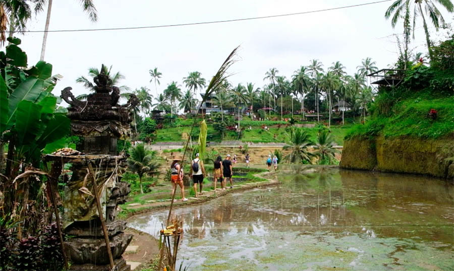 วิว Mupu Rice Terrace ในโซนทุ่งนาขั้นบันได Tegallalang ใกล้ Ubud , Bali อุบุด บาหลี