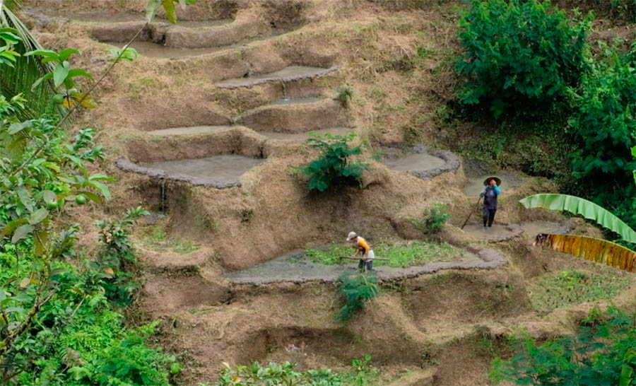 วิว Mupu Rice Terrace ในโซนทุ่งนาขั้นบันได Tegallalang ใกล้ Ubud , Bali อุบุด บาหลี