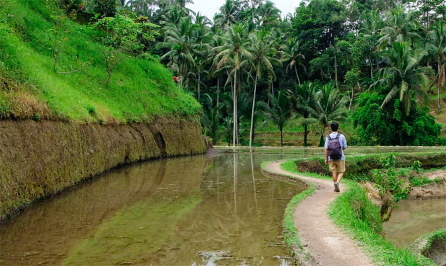วิว Mupu Rice Terrace ในโซนทุ่งนาขั้นบันได Tegallalang ใกล้ Ubud , Bali อุบุด บาหลี