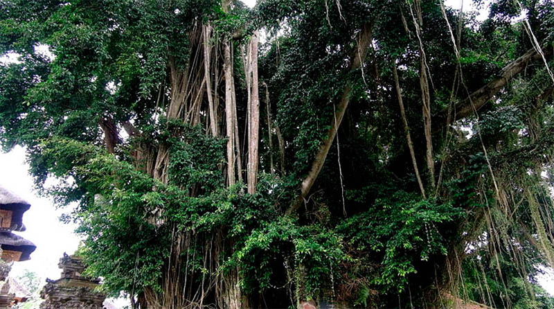 ต้นไทรใหญ่ ที่ Pura Dalem Ubud, Bali วัดปุระดาเล็ม อุบุด บาหลี อินโดนีเซีย