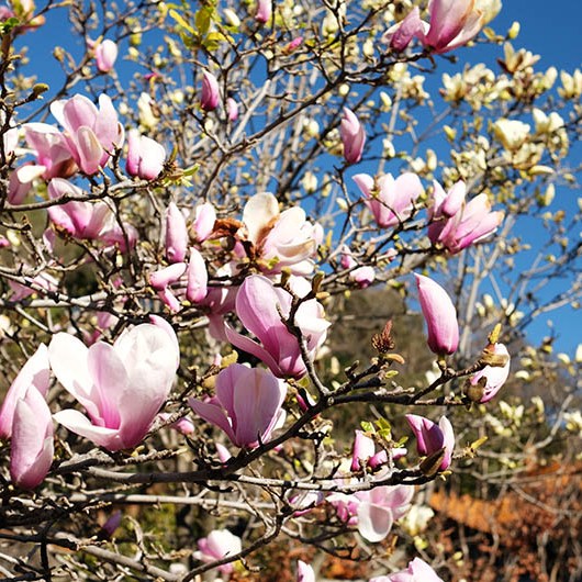 ดอกแมกโนเลียบานสะพรั่ง ที่วัดหยวนทง คุนหมิง มณฑลยูนนาน ประเทศจีน Magnolia flower at Yuantong Temple, Kunming, Yunnan province, China