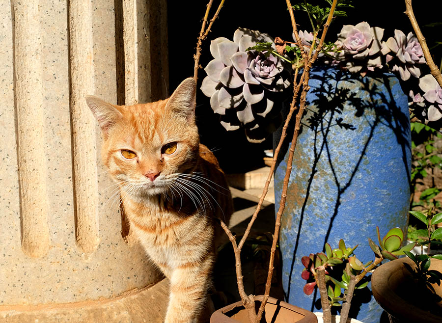 แมวที่วัดหยวนทง คุนหมิง มณฑลยูนนาน ประเทศจีน a cat at Yuantong Temple, Kunming, Yunnan province, China