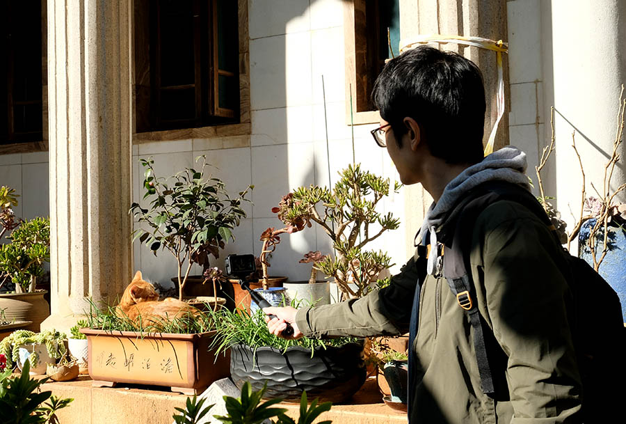 แมวที่วัดหยวนทง คุนหมิง มณฑลยูนนาน ประเทศจีน a cat at Yuantong Temple, Kunming, Yunnan province, China