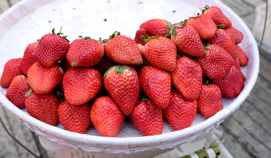 Strawberries at Kunming old street สตรอเบอร์รี่ที่โซนเมืองเก่า ถนนคนเดินคุนหมิง ถนนโบราณ