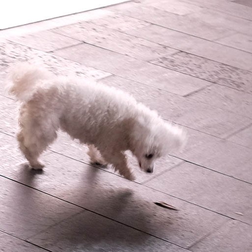 สุนัข ที่บริเวณถนนหนานผิง คุนหมิง dog at Nanping Square, Kunming