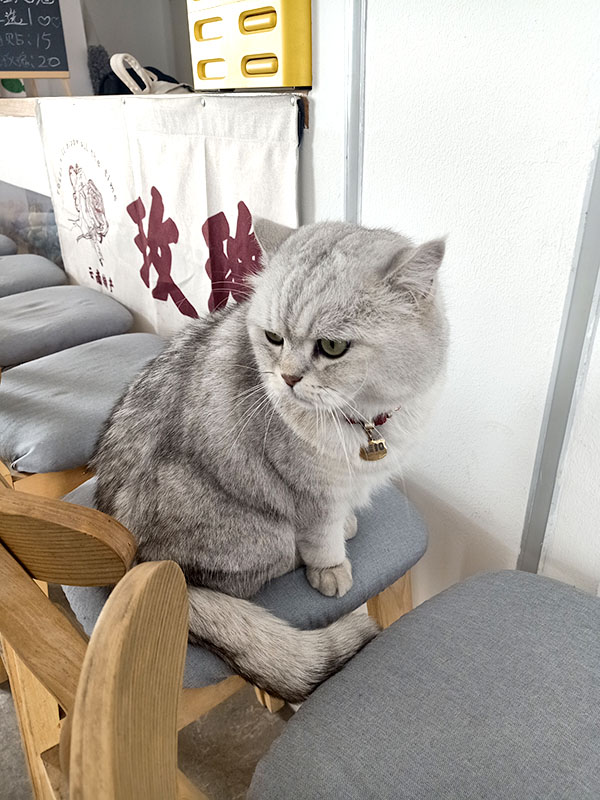 cat at the hotel in Dali ancient city