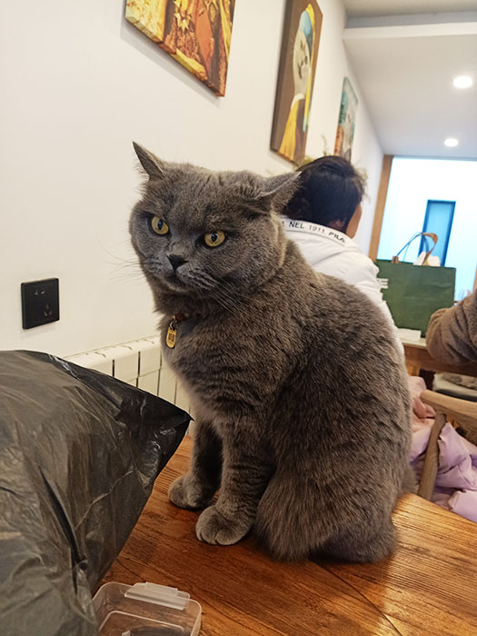 cat at the hotel in Dali ancient city