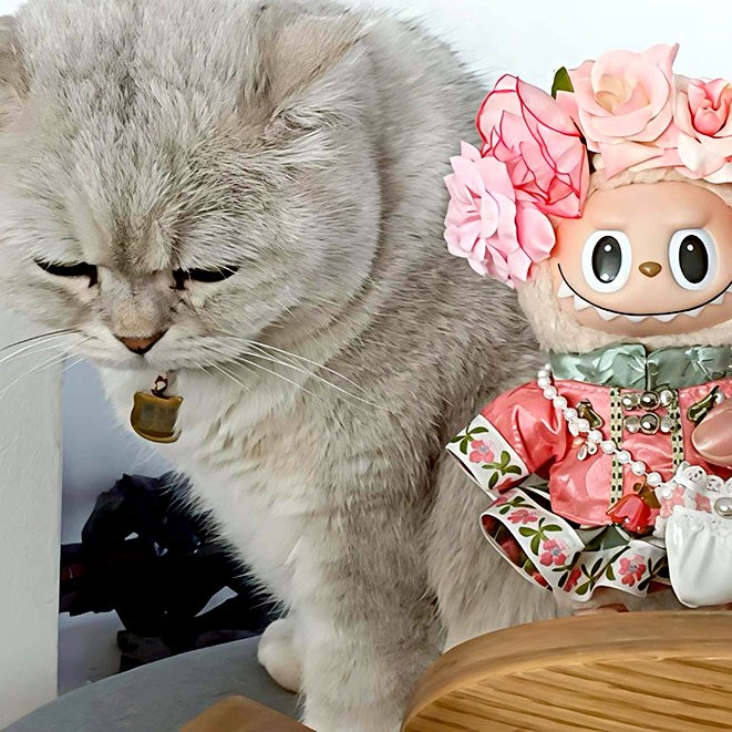 cat at Dali Yuchuanshu Guanshan Inn