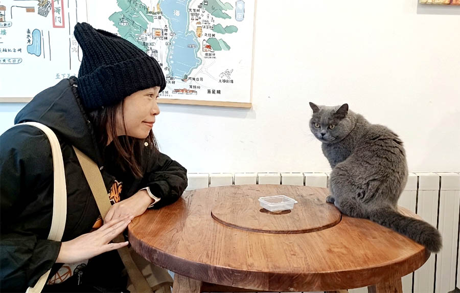 cat at the hotel in Dali ancient city