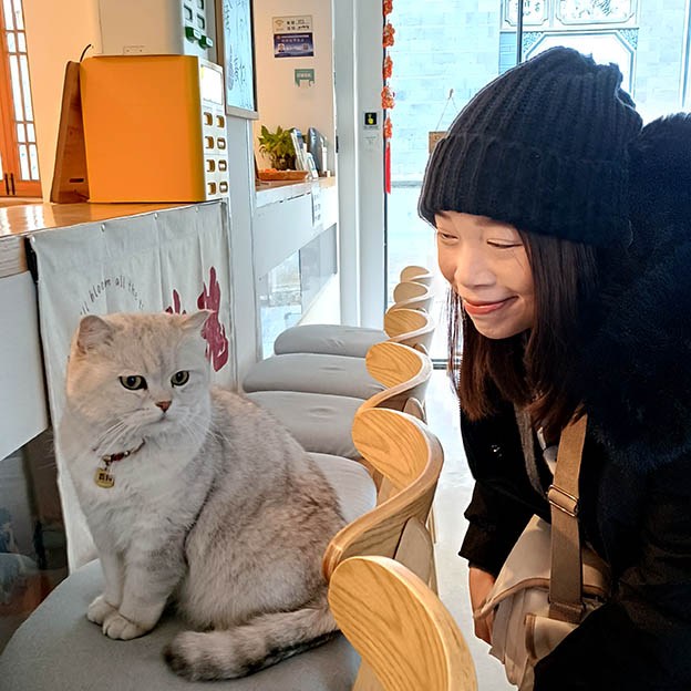 cat at Dali Yuchuanshu Guanshan Inn