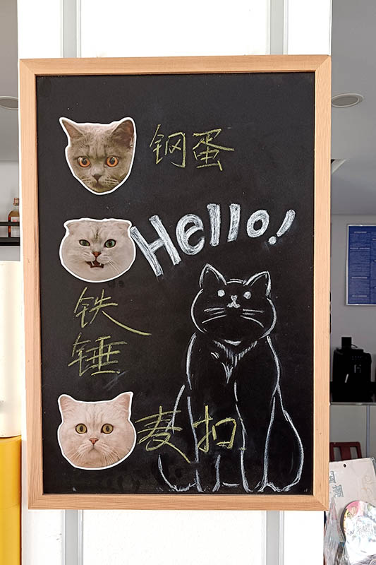 cats at Dali Yuchuanshu Guanshan Inn