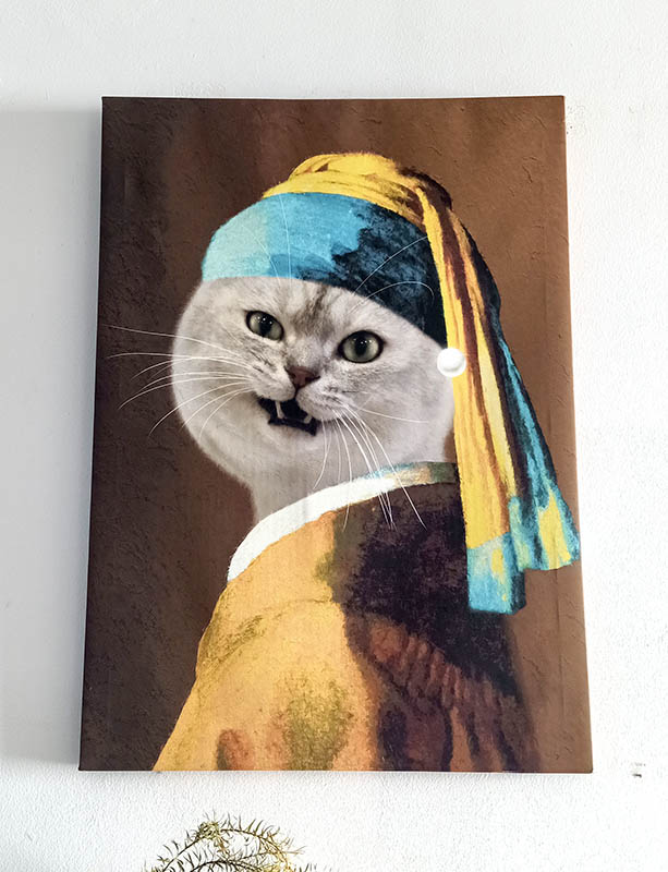 cats at Dali Yuchuanshu Guanshan Inn