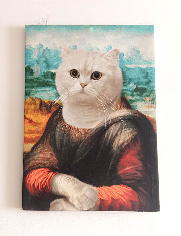 cats at Dali Yuchuanshu Guanshan Inn