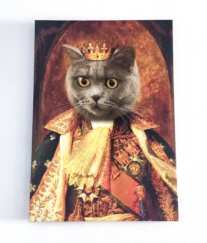 cats at Dali Yuchuanshu Guanshan Inn