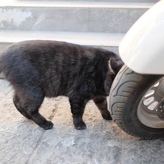 Dali Ancient City, Yunnan, China เมืองเก่าต้าหลี่ มณฑลยูนนาน ประเทศจีน