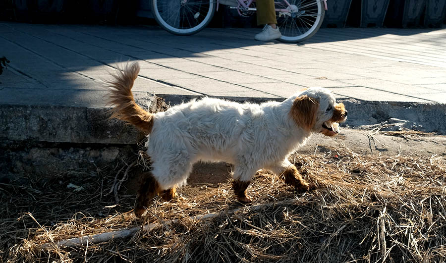 atmosphere at Panxi S-curve, Erhai lake, Dali, Yunnan, China บรรยากาศที่หมู่บ้าน Panxi บริเวณ S-curve ริมทะเลสาบเอ๋อร์ไห๋ เมืองต้าหลี่ มณฑลยูนนาน ประเทศจีน