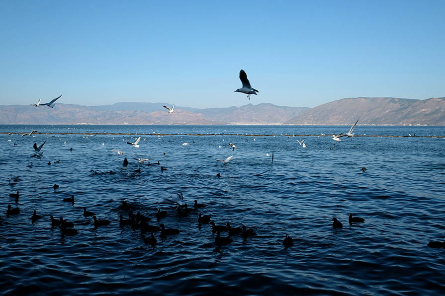 Sea gulls at Erhai lake, Dali, Yunnan, China นกนางนวลที่ทะเลสาบเอ๋อร์ไห๋ เมืองต้าหลี่ มณฑลยูนนาน ประเทศจีน