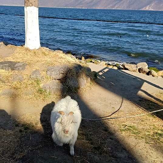 Erhai lake, Dali, Yunnan, China ทะเลสาบเอ๋อร์ไห๋ เมืองต้าหลี่ มณฑลยูนนาน ประเทศจีน