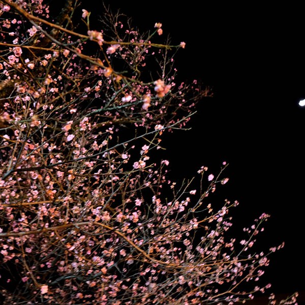 Temple of literature at Dali Ancient City, Yunnan, China ศาลเจ้าขงจื๊อ ที่เมืองเก่าต้าหลี่ มณฑลยูนนาน ประเทศจีน