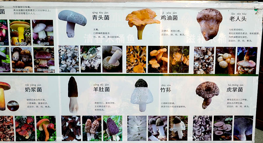 mushroom hotpot restaurant at Dali Ancient City, Yunnan, China ร้านหม้อไฟเห็ด ที่เมืองเก่าต้าหลี่ มณฑลยูนนาน ประเทศจีน