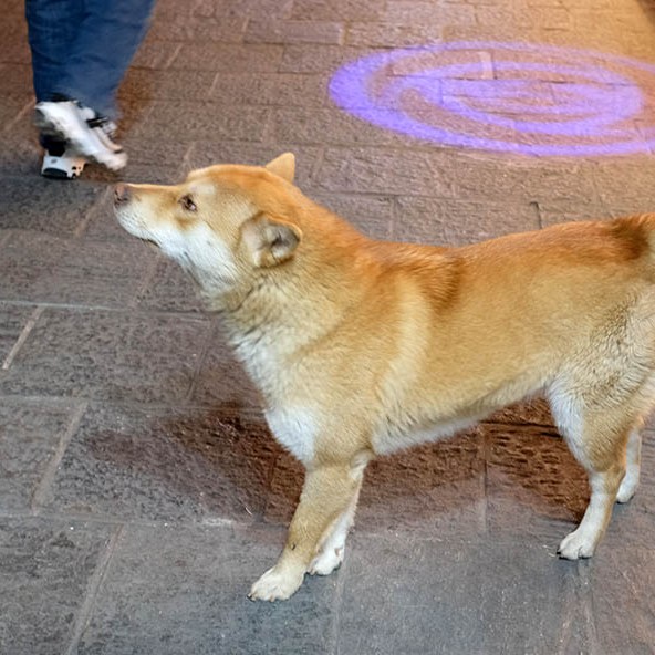 dog at Dali Ancient City, Yunnan, China สุนัขที่เมืองเก่าต้าหลี่ มณฑลยูนนาน ประเทศจีน