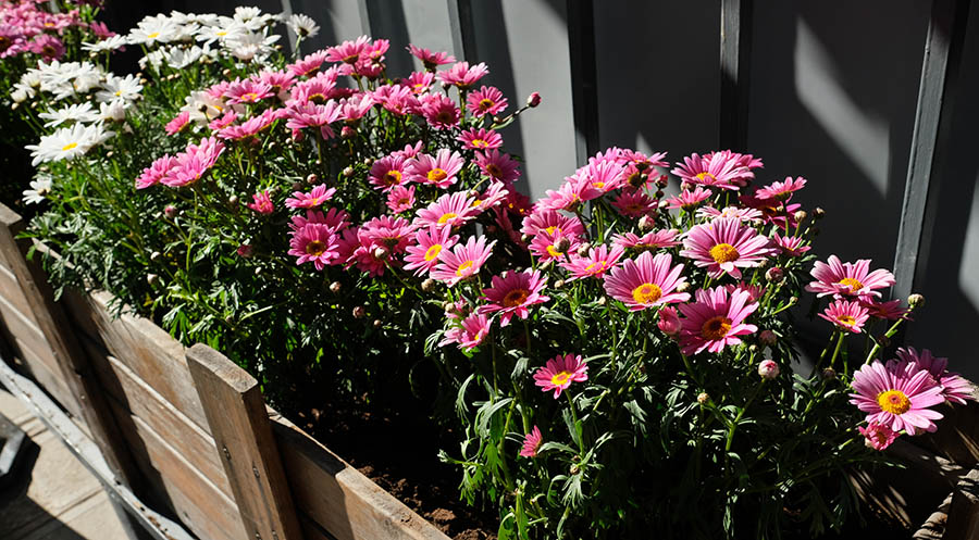 Dali Ancient City, Yunnan, China เมืองเก่าต้าหลี่ มณฑลยูนนาน ประเทศจีน