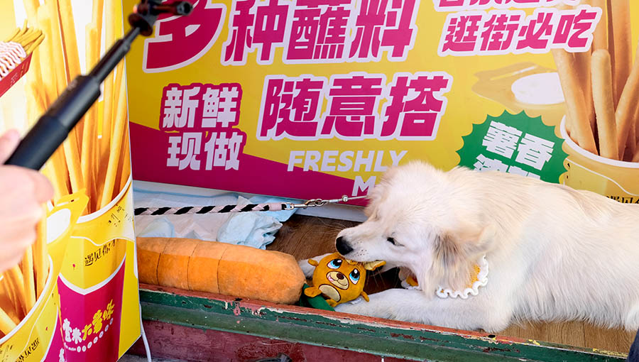 cute dog at a snack store, Dali ancient city