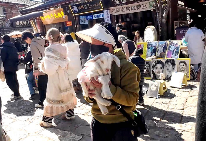 ลูกแกะ สำหรับถ่ายรูปที่หมู่บ้านไป๋ชา ลี่เจียง ยูนนาน ประเทศจีน little lamb for photography  at Baisha Ancient Town, Lijiang, Yunnan, China