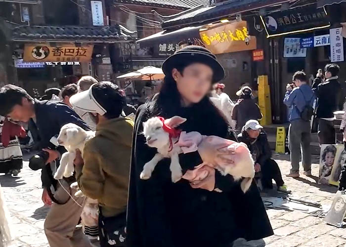 ลูกแกะ สำหรับถ่ายรูปที่หมู่บ้านไป๋ชา ลี่เจียง ยูนนาน ประเทศจีน little lamb for photography  at Baisha Ancient Town, Lijiang, Yunnan, China