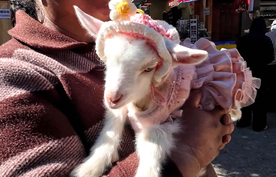 ลูกแกะ สำหรับถ่ายรูปที่หมู่บ้านไป๋ชา ลี่เจียง ยูนนาน ประเทศจีน little lamb for photography  at Baisha Ancient Town, Lijiang, Yunnan, China