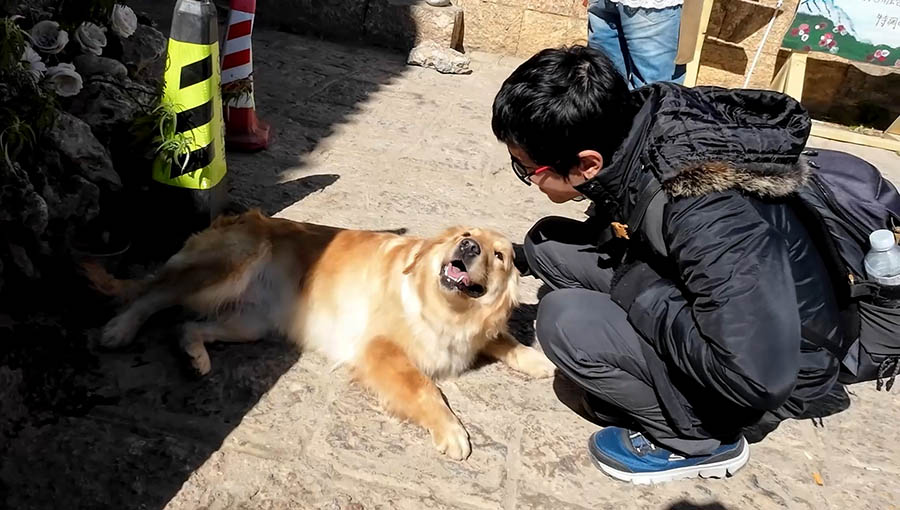 สุนัขที่หมู่บ้านไป๋ชา ลี่เจียง ยูนนาน ประเทศจีน Dog at Baisha Ancient Town, Lijiang, Yunnan, China