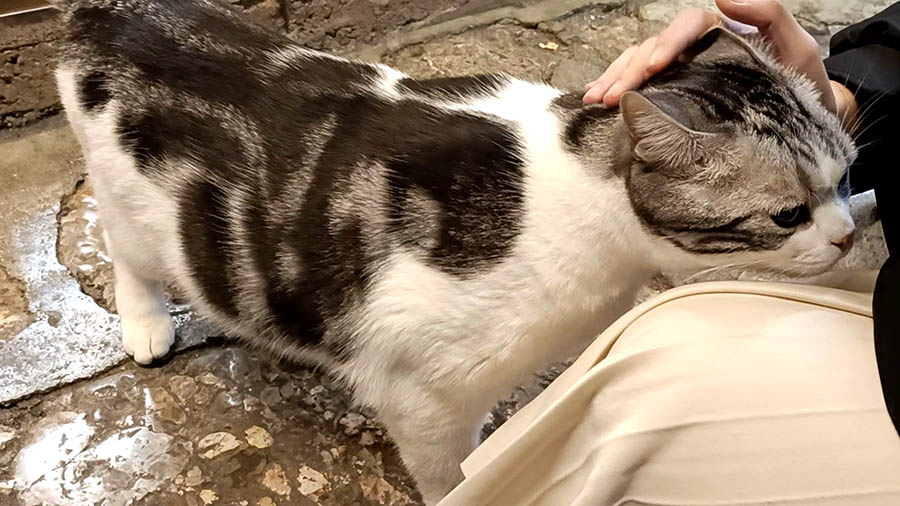 a friendly cat