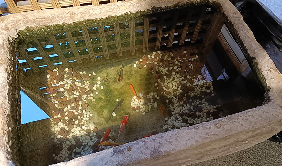 fish pond at Yueshang Mountain Viewing Courtyard hotel, Lijiang old town